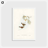 アートポストカード-Chestnut-rumped Acanthiza
 - ジョン グールド Postcard.