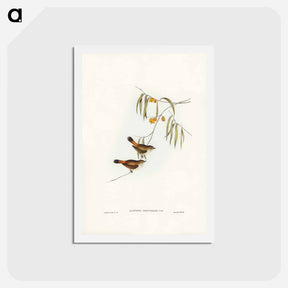 アートポストカード-Chestnut-rumped Acanthiza
 - ジョン グールド Postcard.