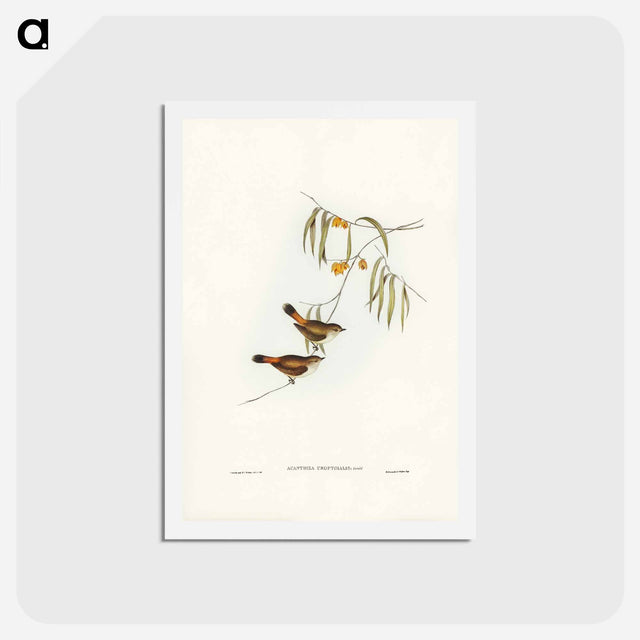 アートポストカード-Chestnut-rumped Acanthiza
 - ジョン グールド Postcard.