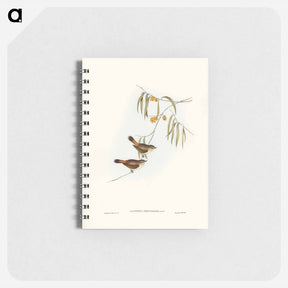 アートメモ帳-Chestnut-rumped Acanthiza
 - ジョン グールド Memo.