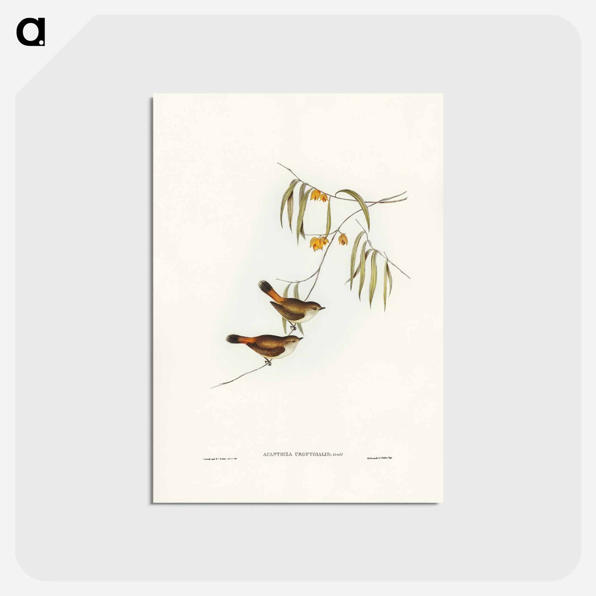 アートポストカード-Chestnut-rumped Acanthiza
 - ジョン グールド Postcard.