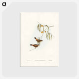 アートポストカード-Chestnut-rumped Acanthiza
 - ジョン グールド Postcard.
