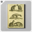 アートパネル-Historiae naturalis de quadrupedibus libri
 - 国立医学図書館 Canvas.