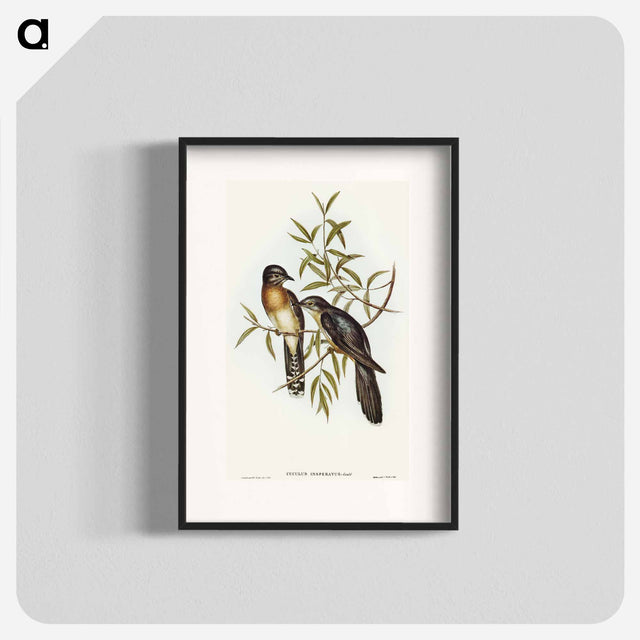 アートポスター-Brush Cuckoo
 - オーストラリアの鳥 Poster.