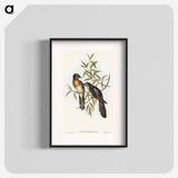 Brush Cuckoo
 - オーストラリアの鳥 Poster.