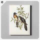 Brush Cuckoo
 - オーストラリアの鳥 Canvas.