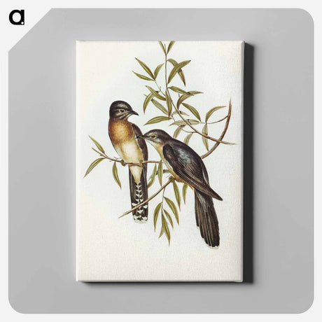アートパネル-Brush Cuckoo
 - オーストラリアの鳥 Canvas.