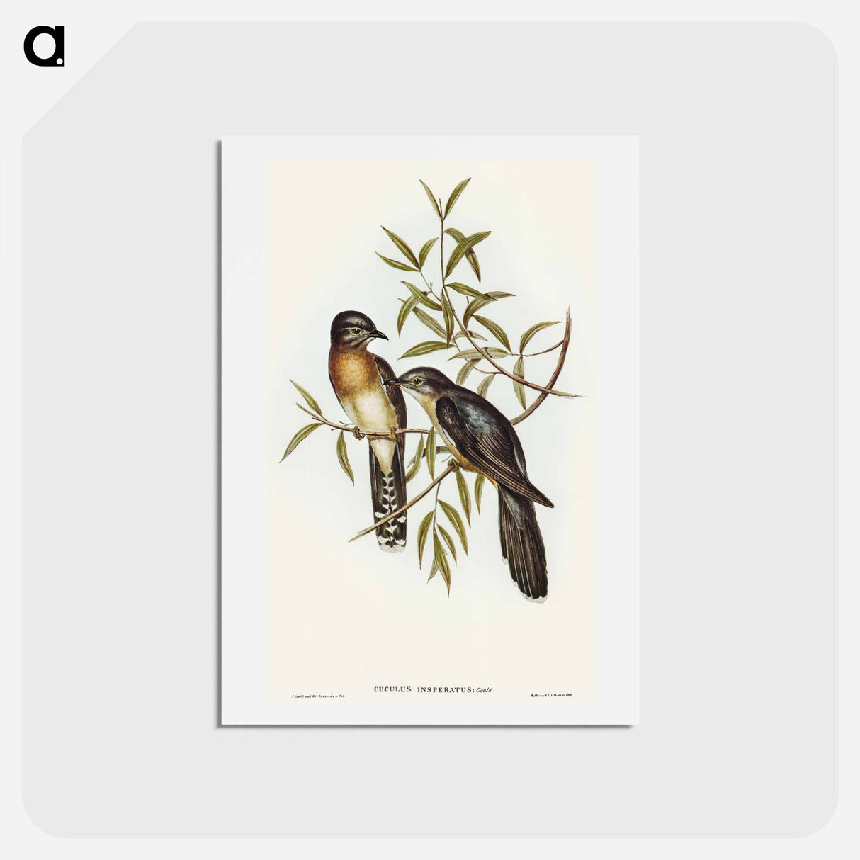 アートポストカード-Brush Cuckoo
 - オーストラリアの鳥 Postcard.