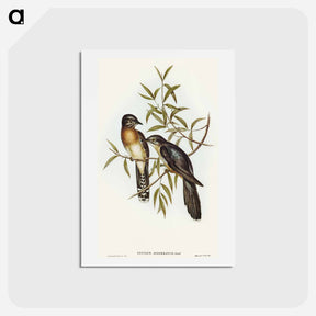アートポストカード-Brush Cuckoo
 - オーストラリアの鳥 Postcard.