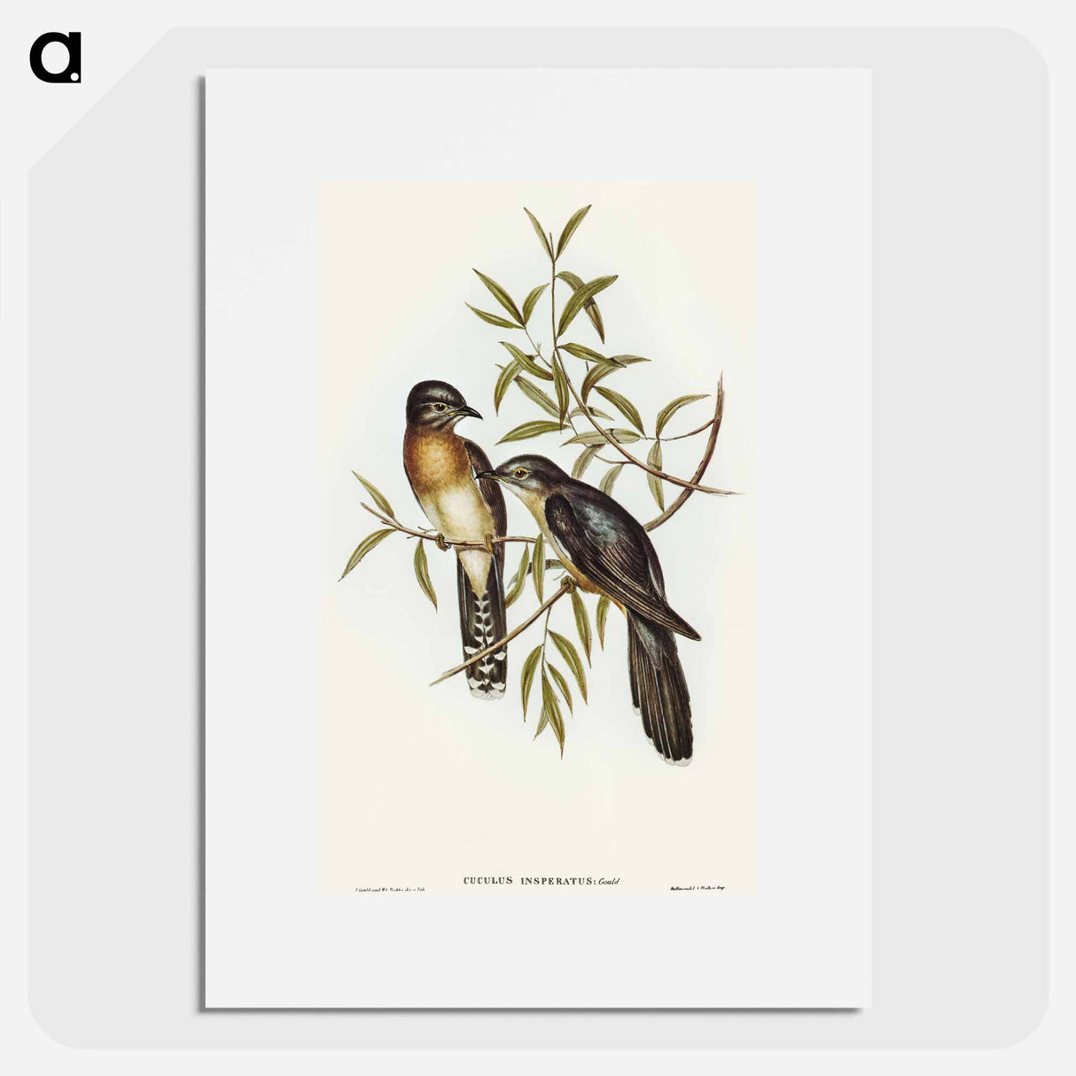 Brush Cuckoo
 - オーストラリアの鳥 Poster.