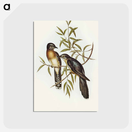 アートポストカード-Brush Cuckoo
 - オーストラリアの鳥 Postcard.