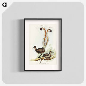 アートポスター-Lyre Bird
 - ジョン グールド Poster.