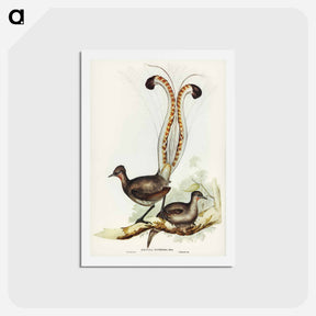 アートポストカード-Lyre Bird
 - ジョン グールド Postcard.