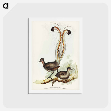 アートポストカード-Lyre Bird
 - ジョン グールド Postcard.