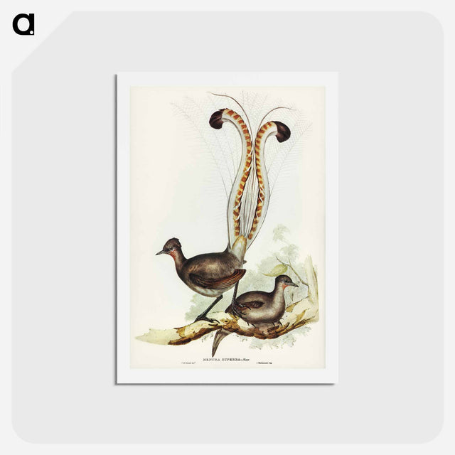アートポストカード-Lyre Bird
 - ジョン グールド Postcard.