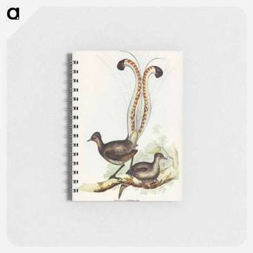 Lyre Bird
 - ジョン グールド Memo.