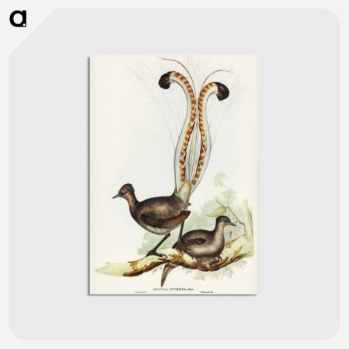 アートポストカード-Lyre Bird
 - ジョン グールド Postcard.