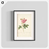 Rose illustration - Pierre Joseph Redouté Poster.