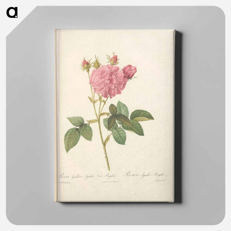 アートパネル-Rose illustration - ピエール ジョゼフ ルドゥーテ Canvas.