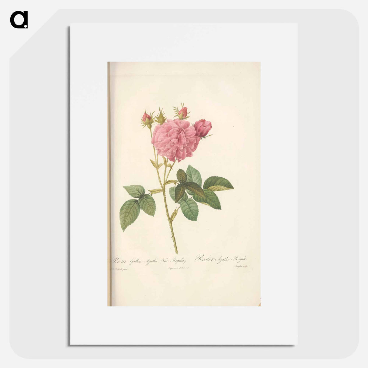 Rose illustration - Pierre Joseph Redouté Poster.