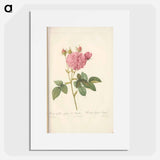 Rose illustration - Pierre Joseph Redouté Poster.