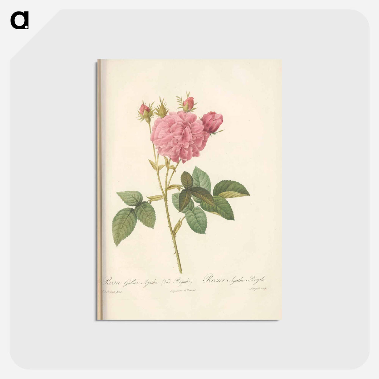 アートポストカード-Rose illustration - ピエール ジョゼフ ルドゥーテ Postcard.