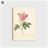 アートポストカード-Rose illustration - ピエール ジョゼフ ルドゥーテ Postcard.