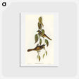 アートポストカード-Yellow-throated Honey-eater
 - オーストラリアの鳥 Postcard.