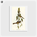 アートポストカード-Yellow-throated Honey-eater
 - オーストラリアの鳥 Postcard.