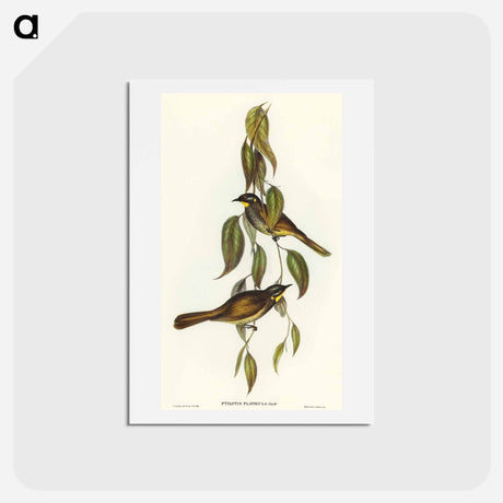 アートポストカード-Yellow-throated Honey-eater
 - オーストラリアの鳥 Postcard.