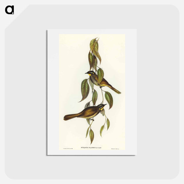 アートポストカード-Yellow-throated Honey-eater
 - オーストラリアの鳥 Postcard.