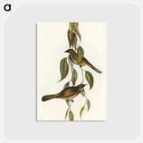 アートポストカード-Yellow-throated Honey-eater
 - オーストラリアの鳥 Postcard.