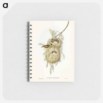 Yellow-rumped Acanthiza
 - ジョン グールド Memo.