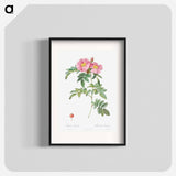 Rosa lucida - Pierre Joseph Redouté Poster.