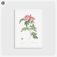 アートポストカード-Rosa lucida - ピエール ジョゼフ ルドゥーテ Postcard.
