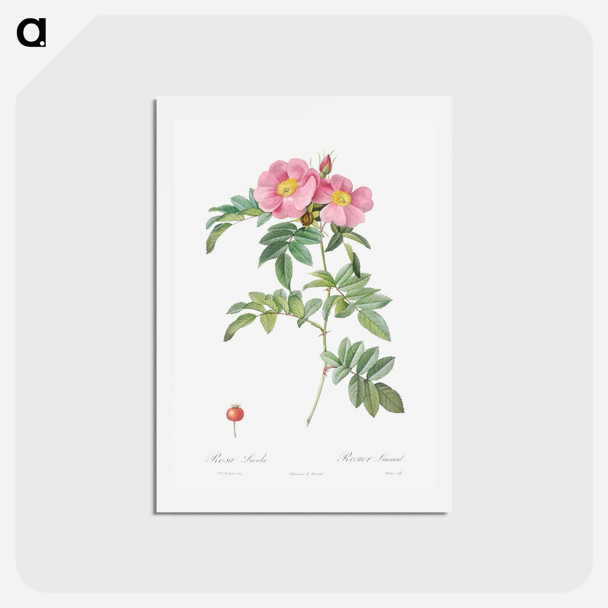 アートポストカード-Rosa lucida - ピエール ジョゼフ ルドゥーテ Postcard.