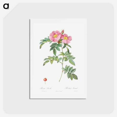 アートポストカード-Rosa lucida - ピエール ジョゼフ ルドゥーテ Postcard.