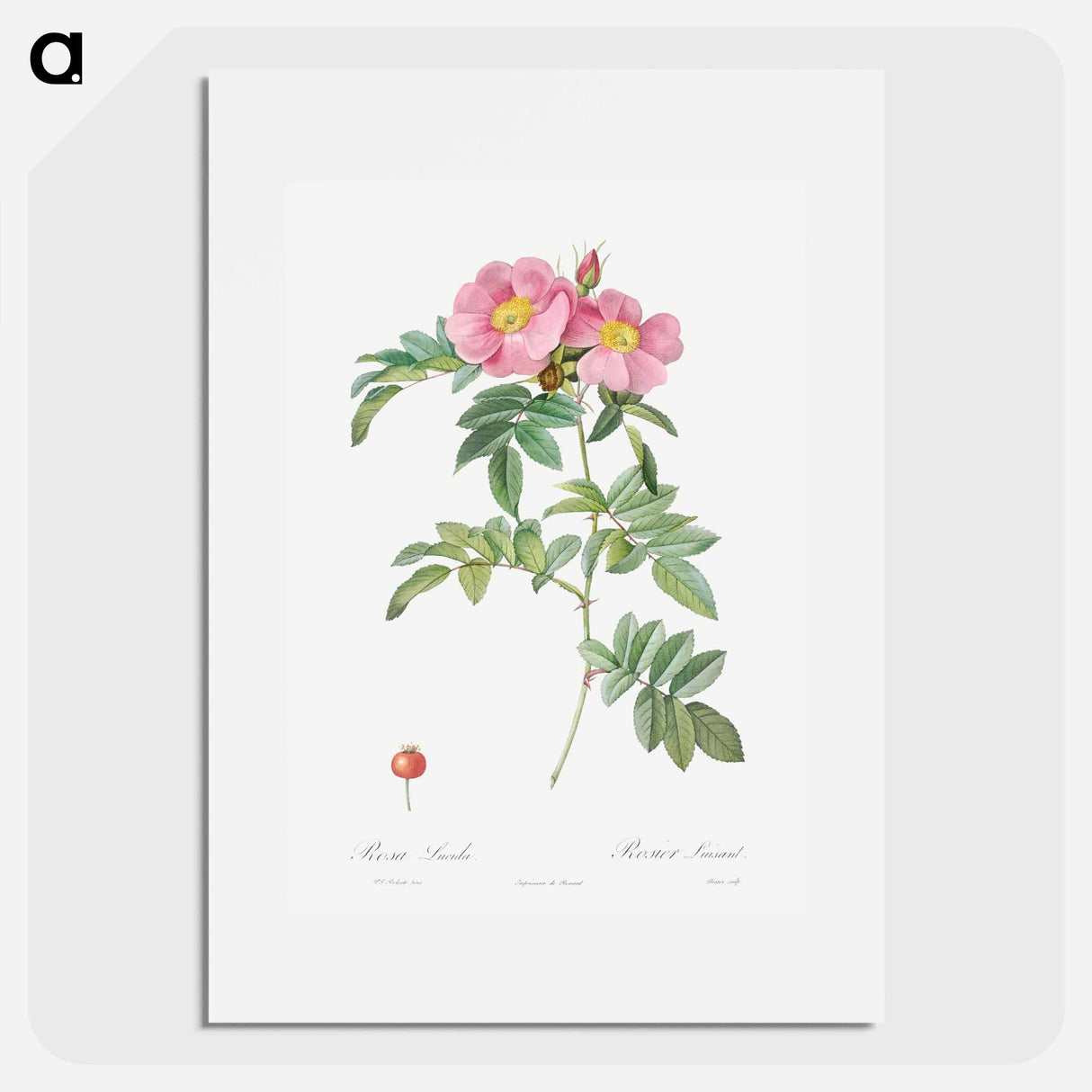 Rosa lucida - Pierre Joseph Redouté Poster.