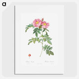 Rosa lucida - Pierre Joseph Redouté Poster.