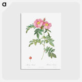 アートポストカード-Rosa lucida - ピエール ジョゼフ ルドゥーテ Postcard.