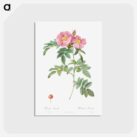 アートポストカード-Rosa lucida - ピエール ジョゼフ ルドゥーテ Postcard.