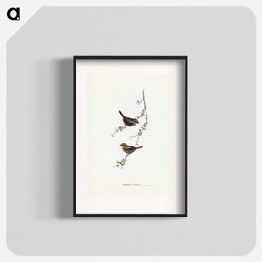 アートポスター-Red-eared Finch
 - ジョン グールド Poster.