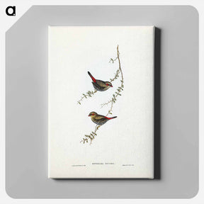 アートパネル-Red-eared Finch
 - ジョン グールド Canvas.
