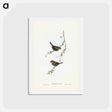 アートポストカード-Red-eared Finch
 - ジョン グールド Postcard.