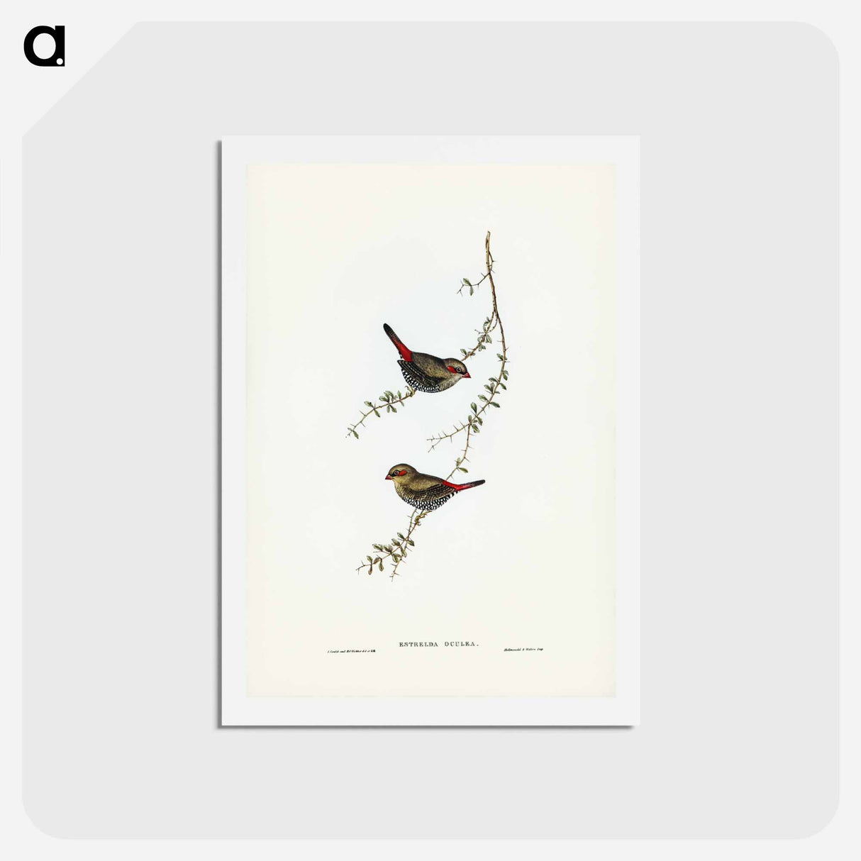 アートポストカード-Red-eared Finch
 - ジョン グールド Postcard.