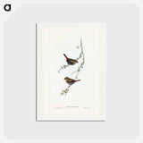 アートポストカード-Red-eared Finch
 - ジョン グールド Postcard.