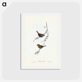 アートポストカード-Red-eared Finch
 - ジョン グールド Postcard.