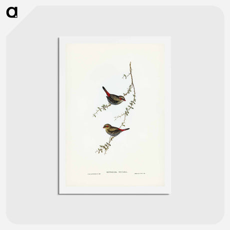アートポストカード-Red-eared Finch
 - ジョン グールド Postcard.