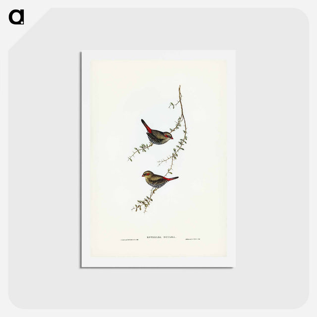 アートポストカード-Red-eared Finch
 - ジョン グールド Postcard.