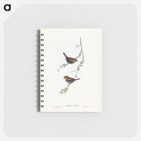 アートメモ帳-Red-eared Finch
 - ジョン グールド Memo.